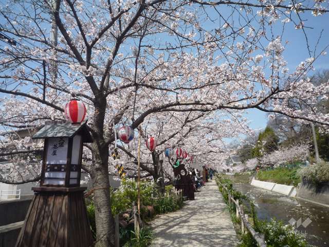 大堀川の花道の写真