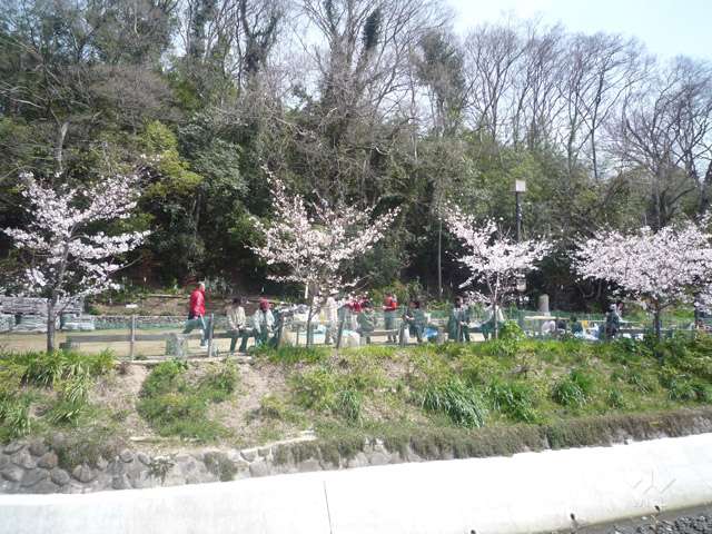 大堀川の花道の写真