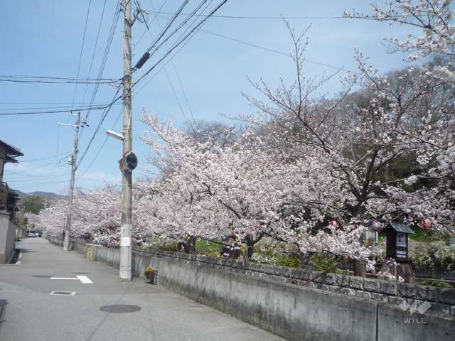 大堀川の花道の写真