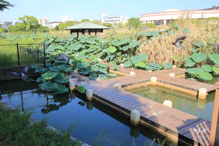 市場池公園の写真