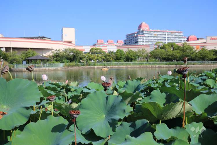 市場池公園の写真