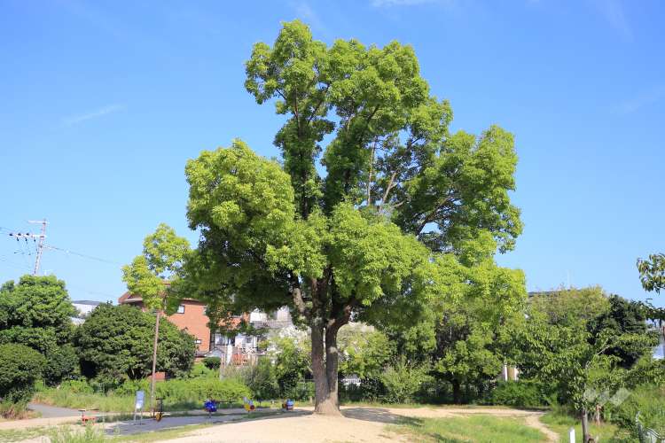 市場池公園の写真