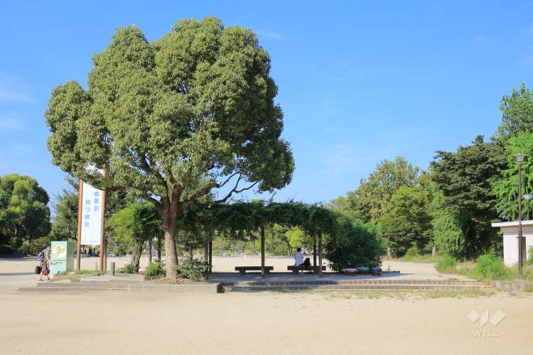 市場池公園の写真
