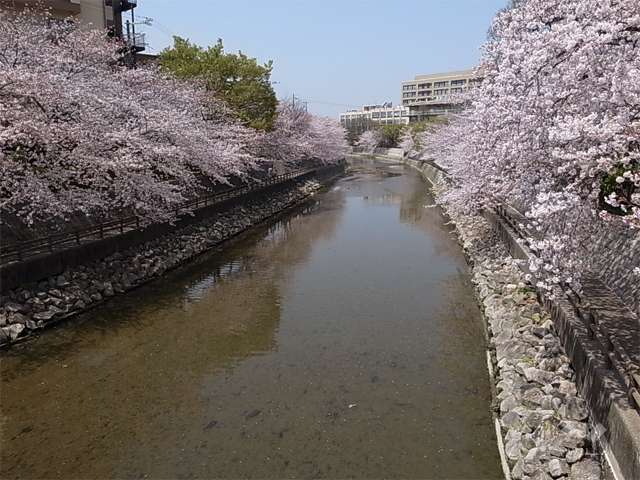 庄下川沿いの桜並木(南塚口町付近)の写真