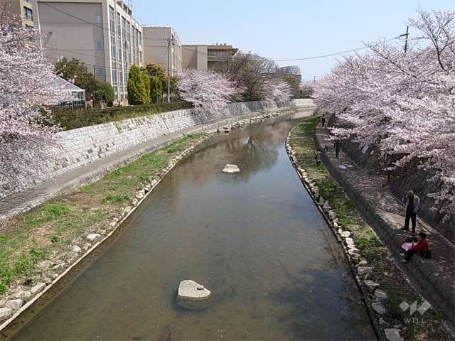 庄下川沿いの桜並木(南塚口町付近)の写真