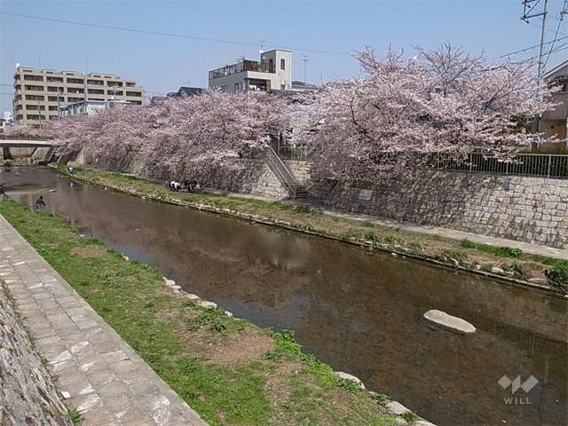 庄下川沿いの桜並木(南塚口町付近)の写真