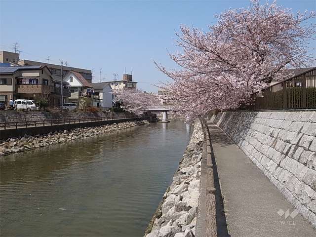庄下川沿いの桜並木(南塚口町付近)の写真