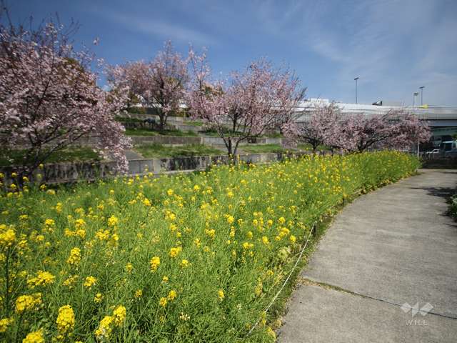 西郷川河口公園の写真