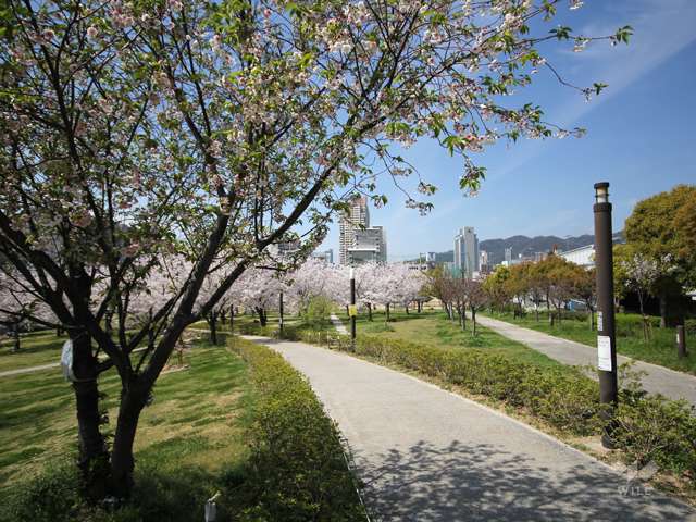 西郷川河口公園の写真