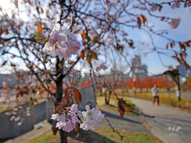 西郷川河口公園の写真