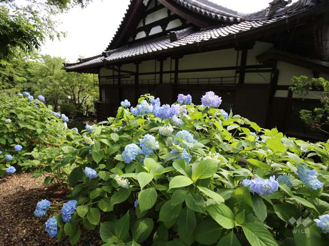 アジサイ寺 頼光寺の写真