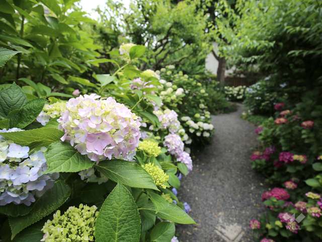 アジサイ寺 頼光寺の写真