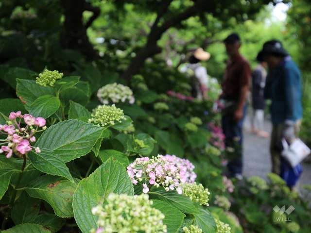 アジサイ寺 頼光寺の写真