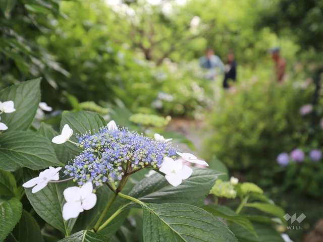 アジサイ寺 頼光寺の写真