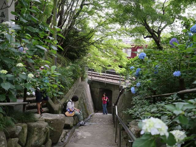アジサイ寺 頼光寺の写真