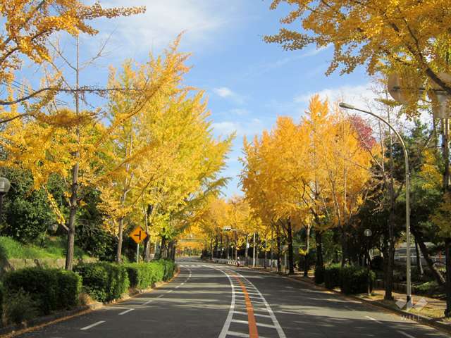 千里ぎんなん通りの写真