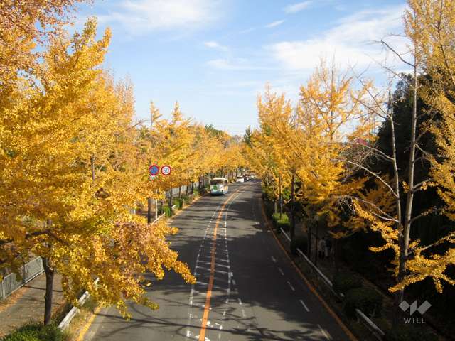 千里ぎんなん通りの写真