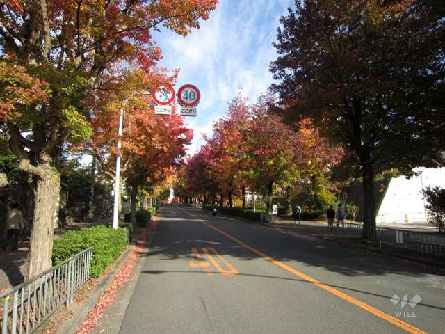 三色彩道の写真