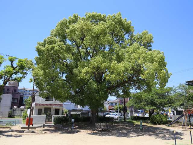 御代開公園の写真