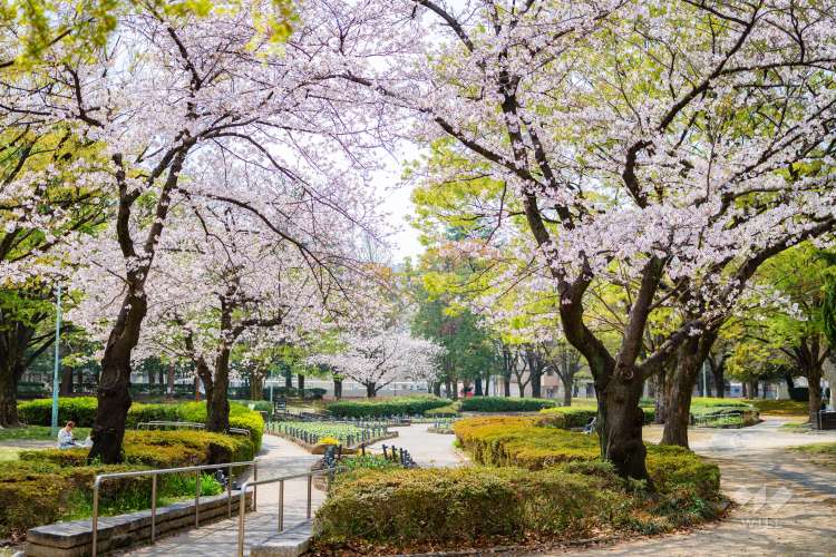 千種公園の写真