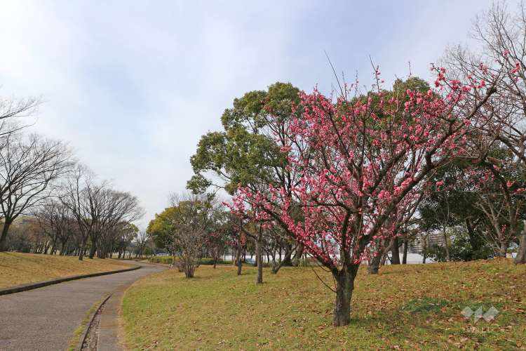 神宮東公園の写真