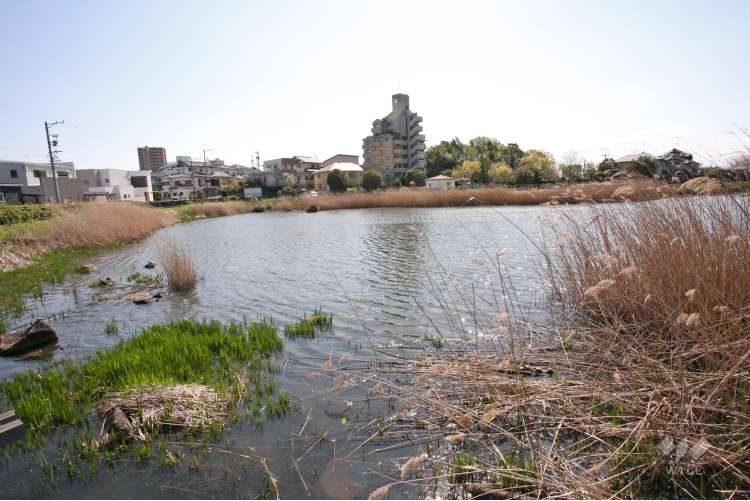 上納池スポーツ公園の写真