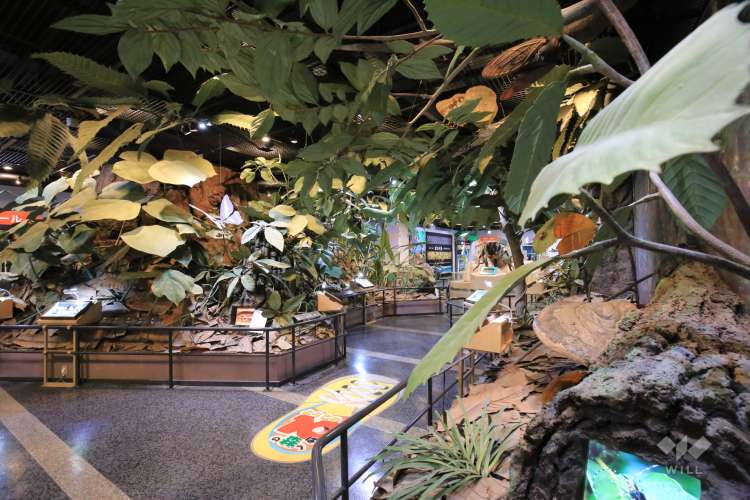 伊丹昆虫館の写真