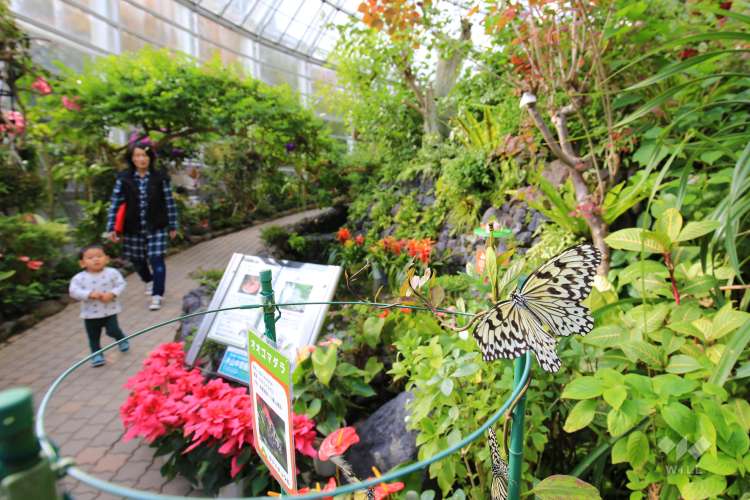 伊丹昆虫館の写真