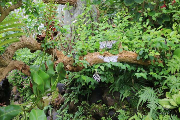 伊丹昆虫館の写真