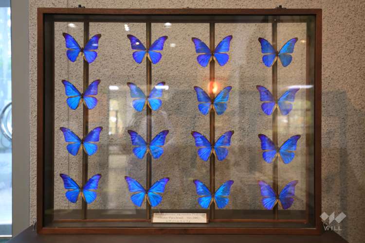 伊丹昆虫館の写真