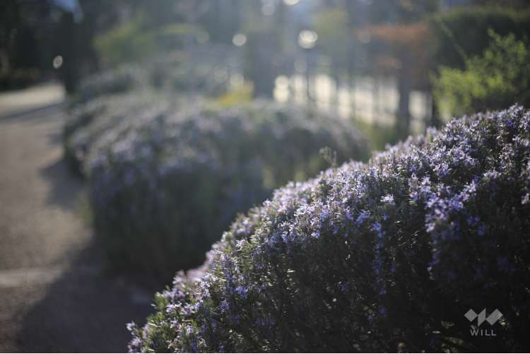 新池公園の写真