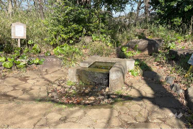 菅生緑地西地区 水沢の森の写真