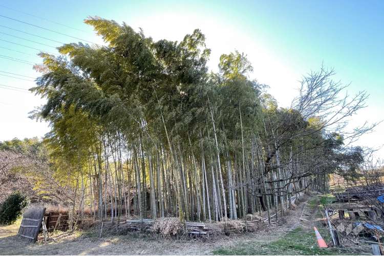 菅生緑地西地区 水沢の森の写真