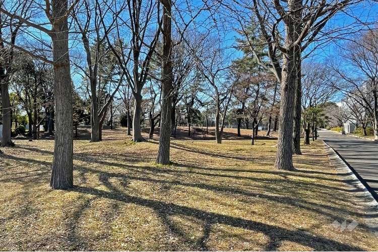 舎人公園の写真