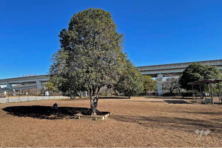 舎人公園の写真