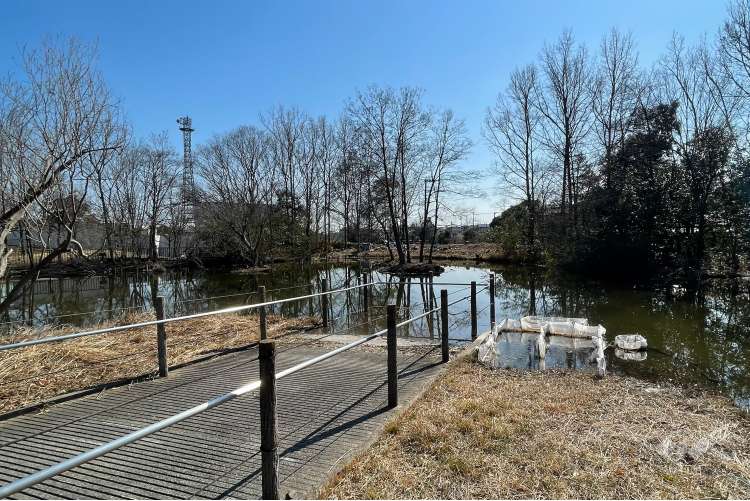 桑袋ビオトープ公園の写真