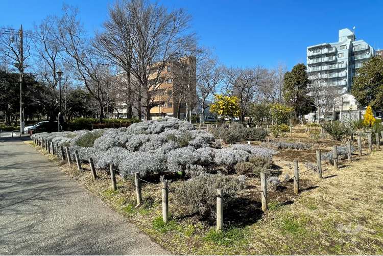 東綾瀬公園の写真