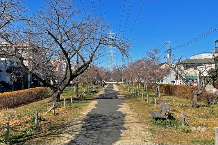 江北北部緑道公園の写真