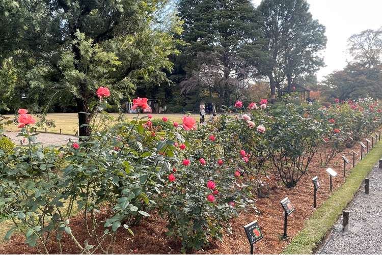 旧古河庭園の写真