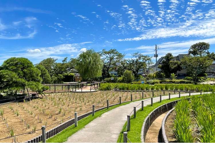 堀切菖蒲園の写真