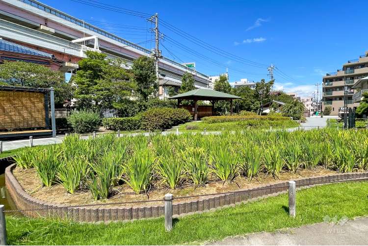 堀切菖蒲園の写真