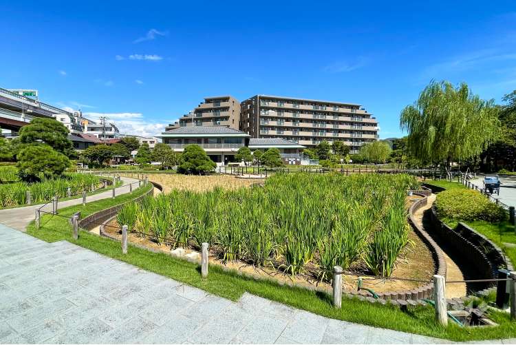 堀切菖蒲園の写真