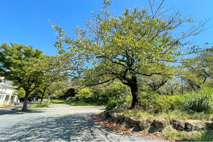 南河原公園の写真