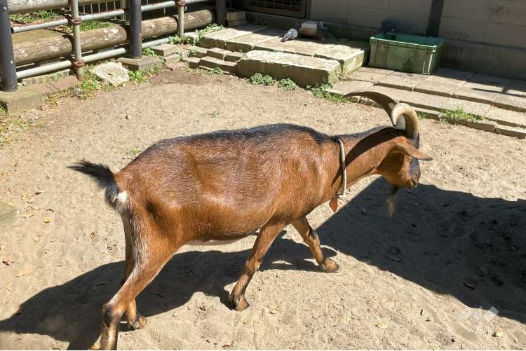 夢見ヶ崎動物公園の写真