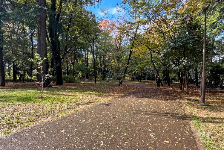 江古田の森公園の写真