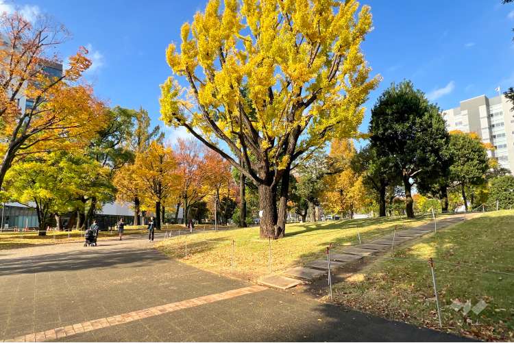 中野四季の森公園の写真