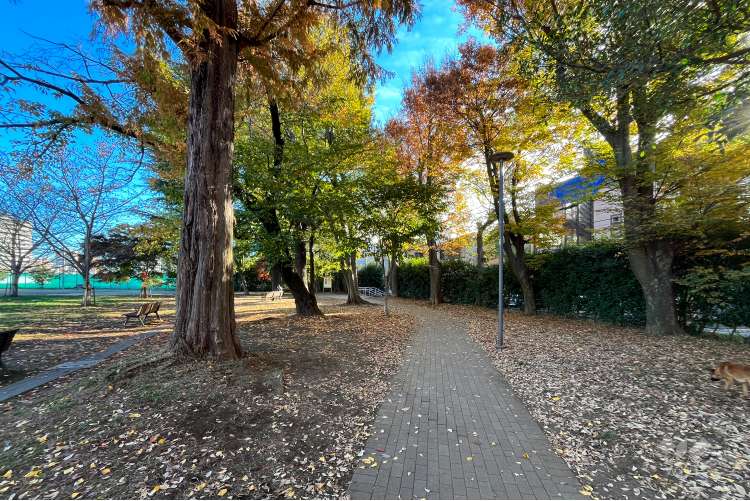 南台いちょう公園の写真