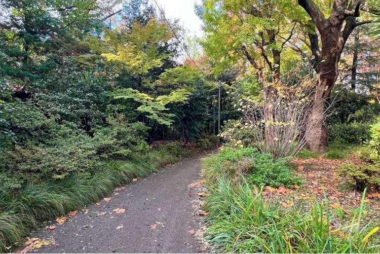 江古田公園の写真