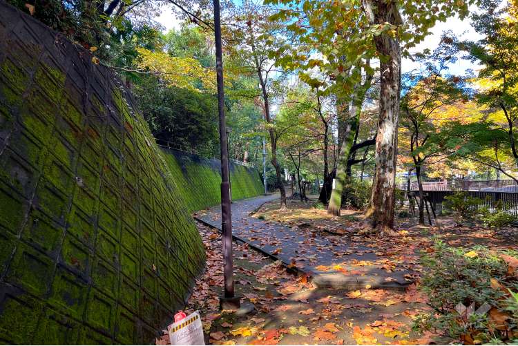 江古田公園の写真