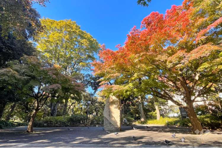 紅葉山公園の写真
